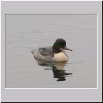 Mergus merganser - Gaensesaeger 01.jpg